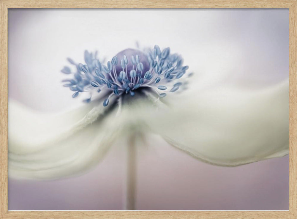 anemone | Poster - Stampe d’Arte