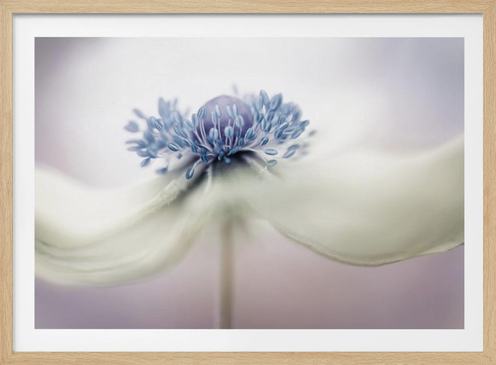 anemone | Poster - Stampe d’Arte