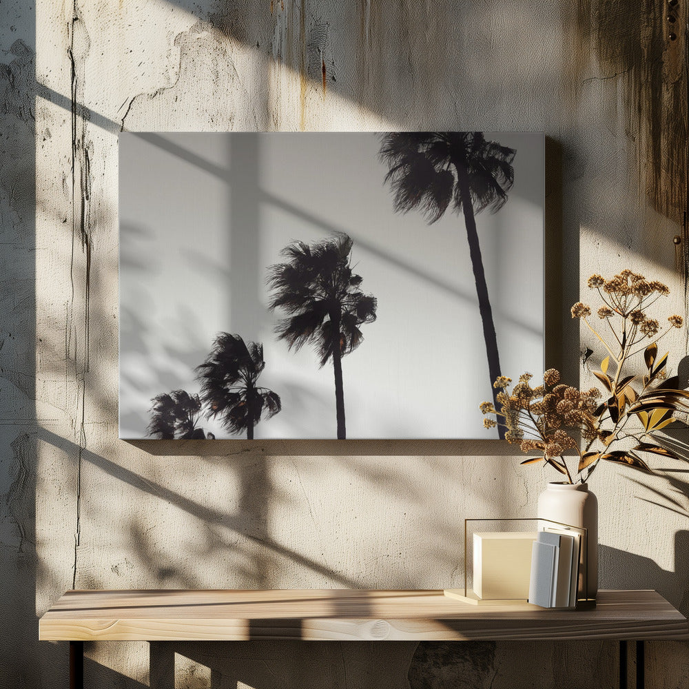 Palme_004 | Leinwand-Bilder