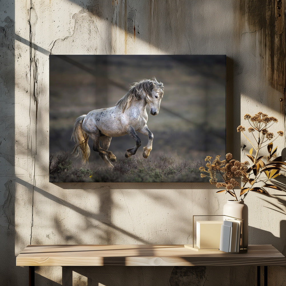 Mustang, vild hest / Equus ferus caballus | Lærredsbilleder