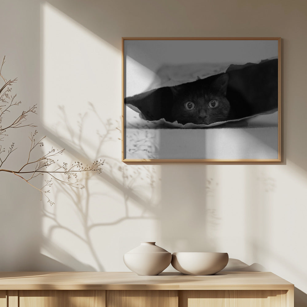 Katze im Sack | Poster - Kunstdruck