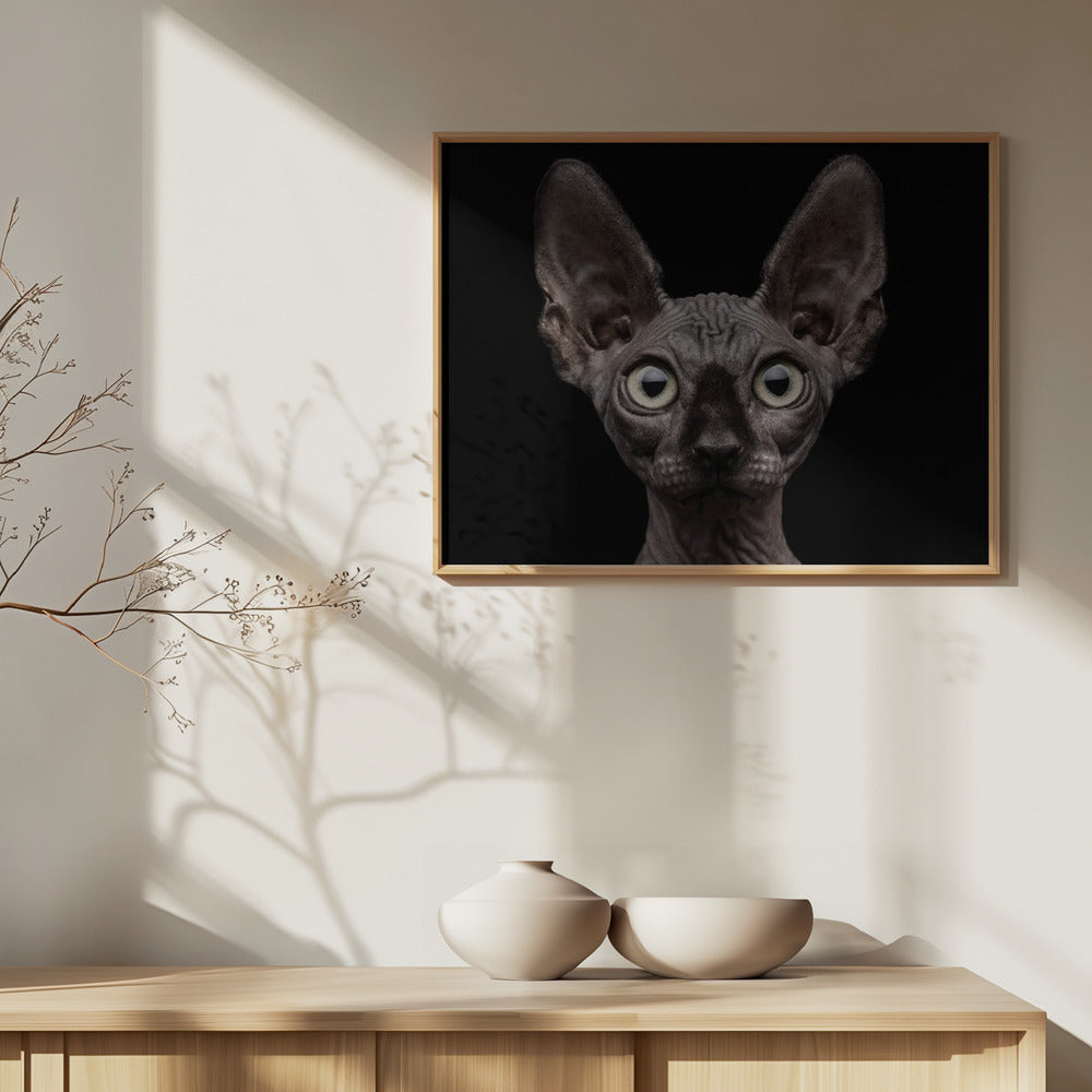Sphynx kat | Posters - Kunstdrukken