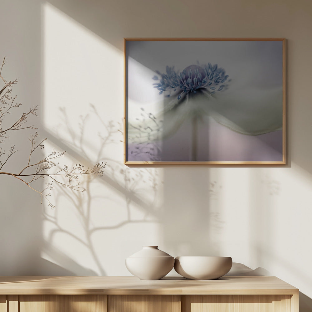 anemone | Poster - Stampe d’Arte