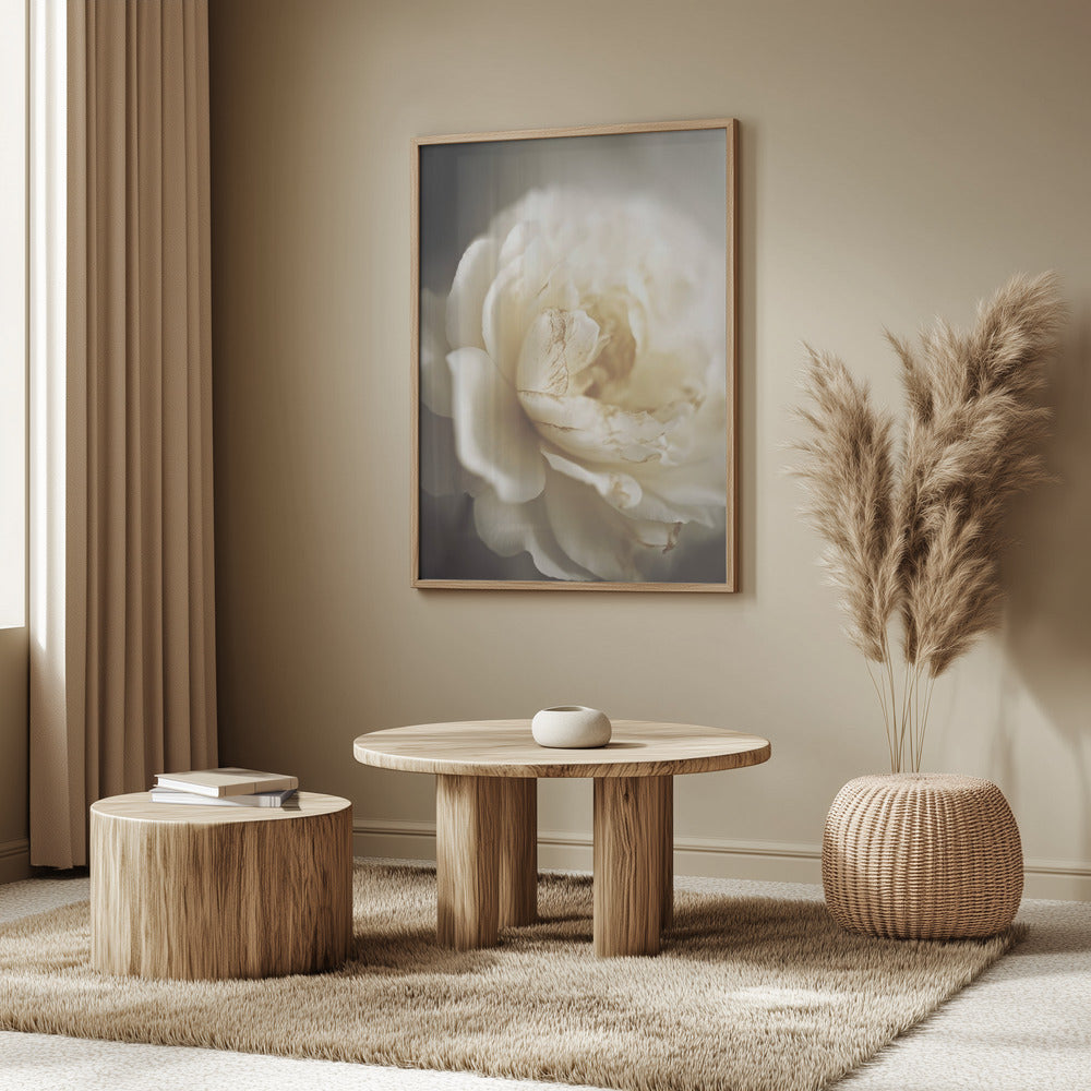 Peonyinsoftlight | Poster