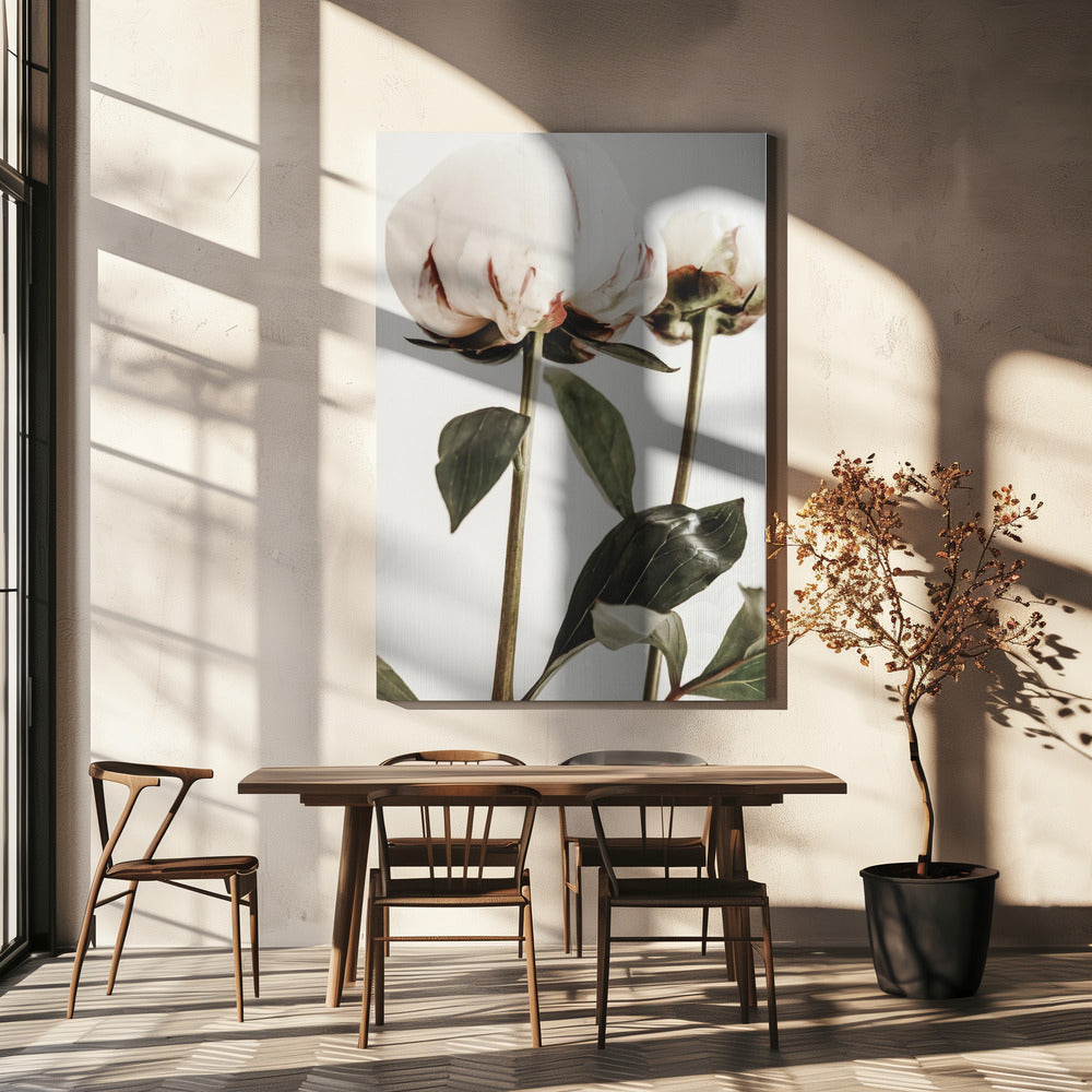 Pivoine 24 | Tableaux sur Toile