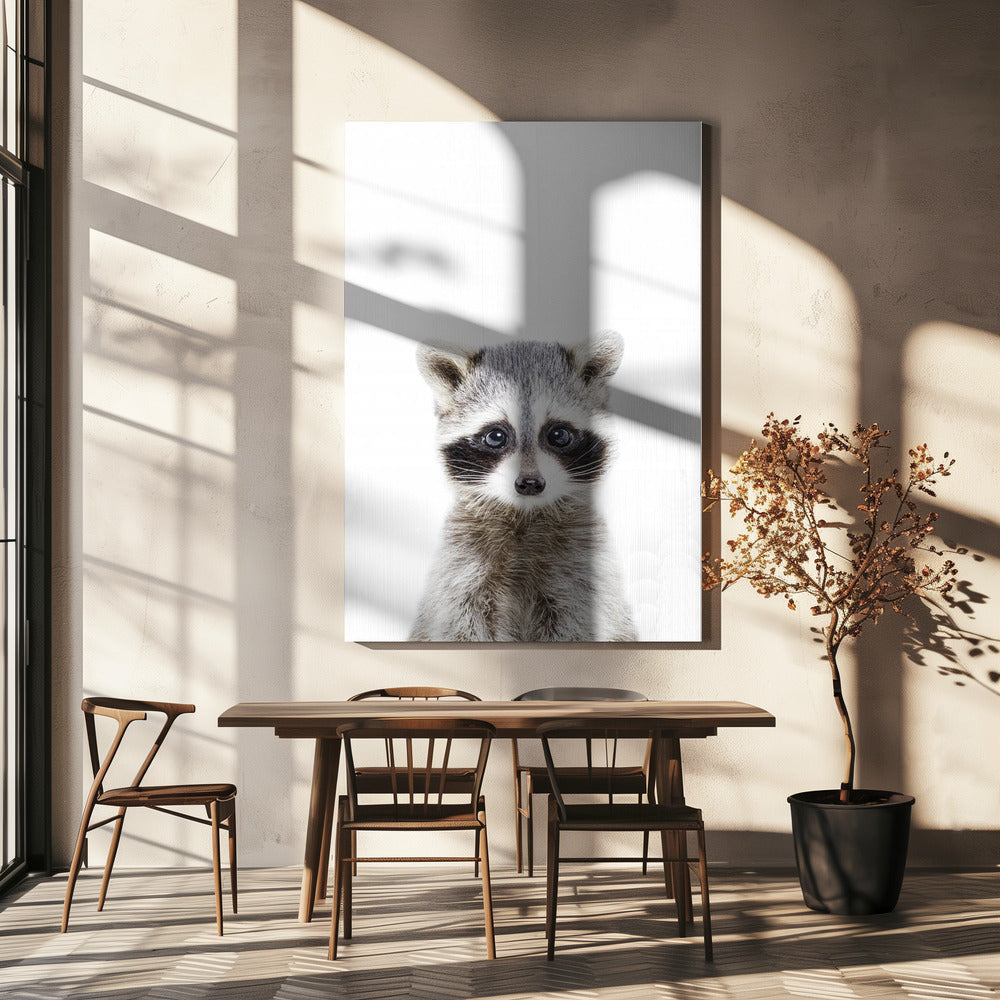 Waschbärbaby | Leinwand-Bilder