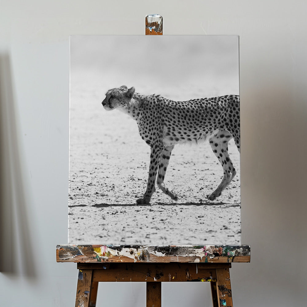 Gepard | Leinwand-Bilder
