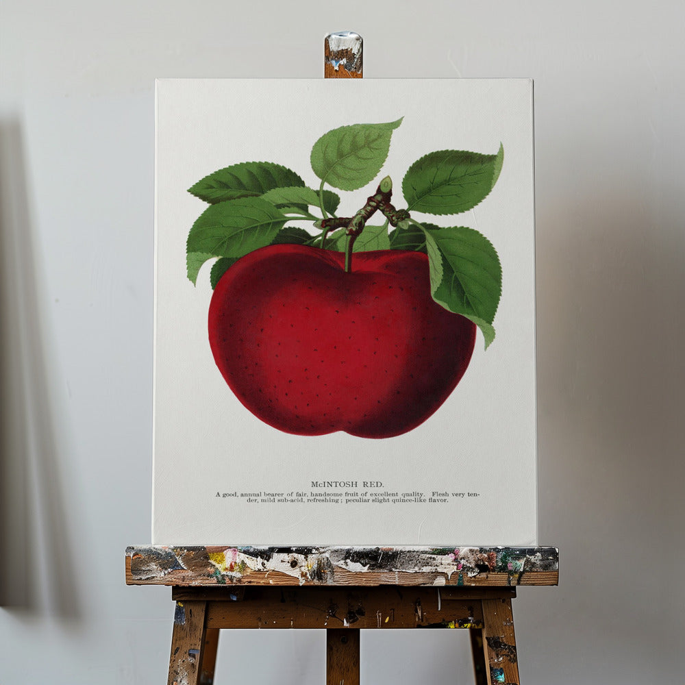 Mcintosh Red Apple Lithograph | Canvas