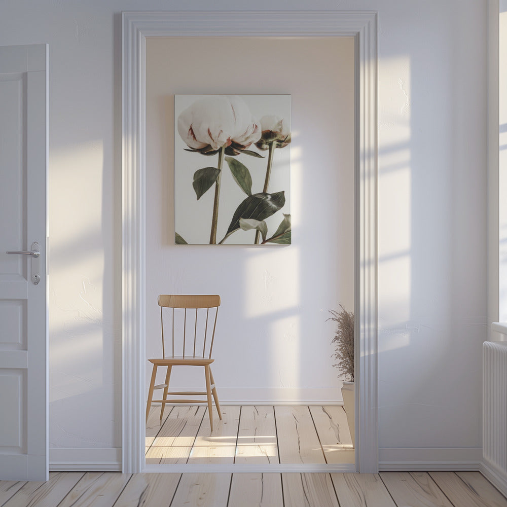 Pivoine 24 | Tableaux sur Toile