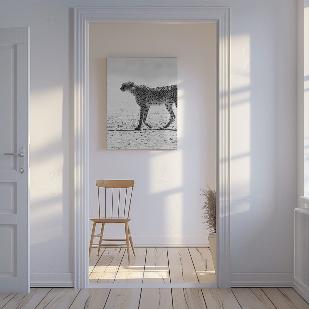 Gepard | Leinwand-Bilder