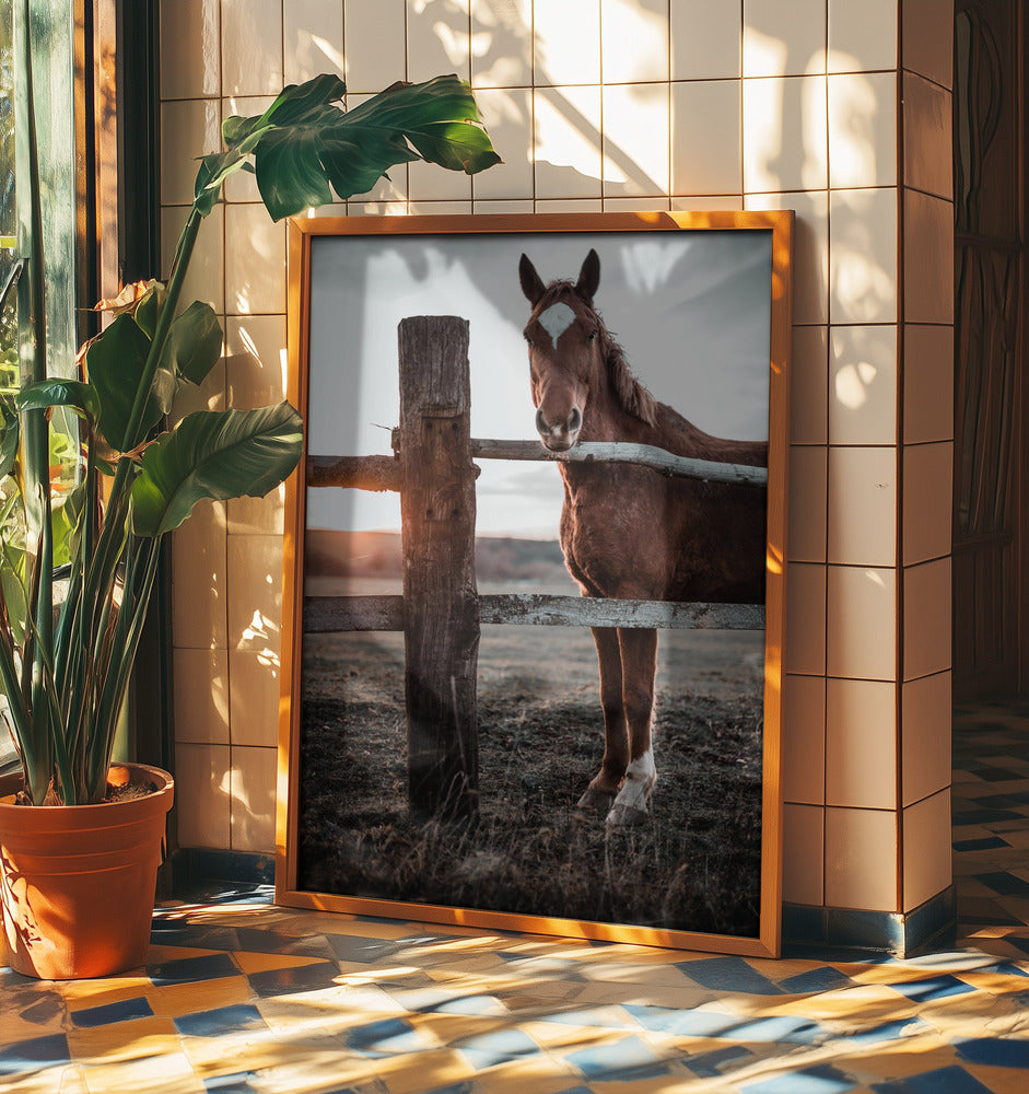 Horse Farm in Skároš, Slovakia | Poster