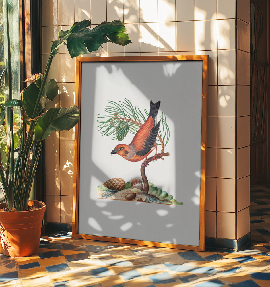 Red Crossbill | Poster