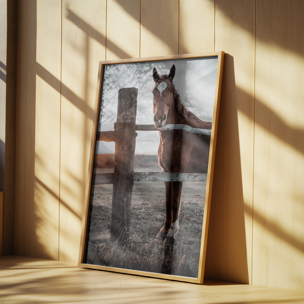 Horse Farm in Skároš, Slovakia | Poster