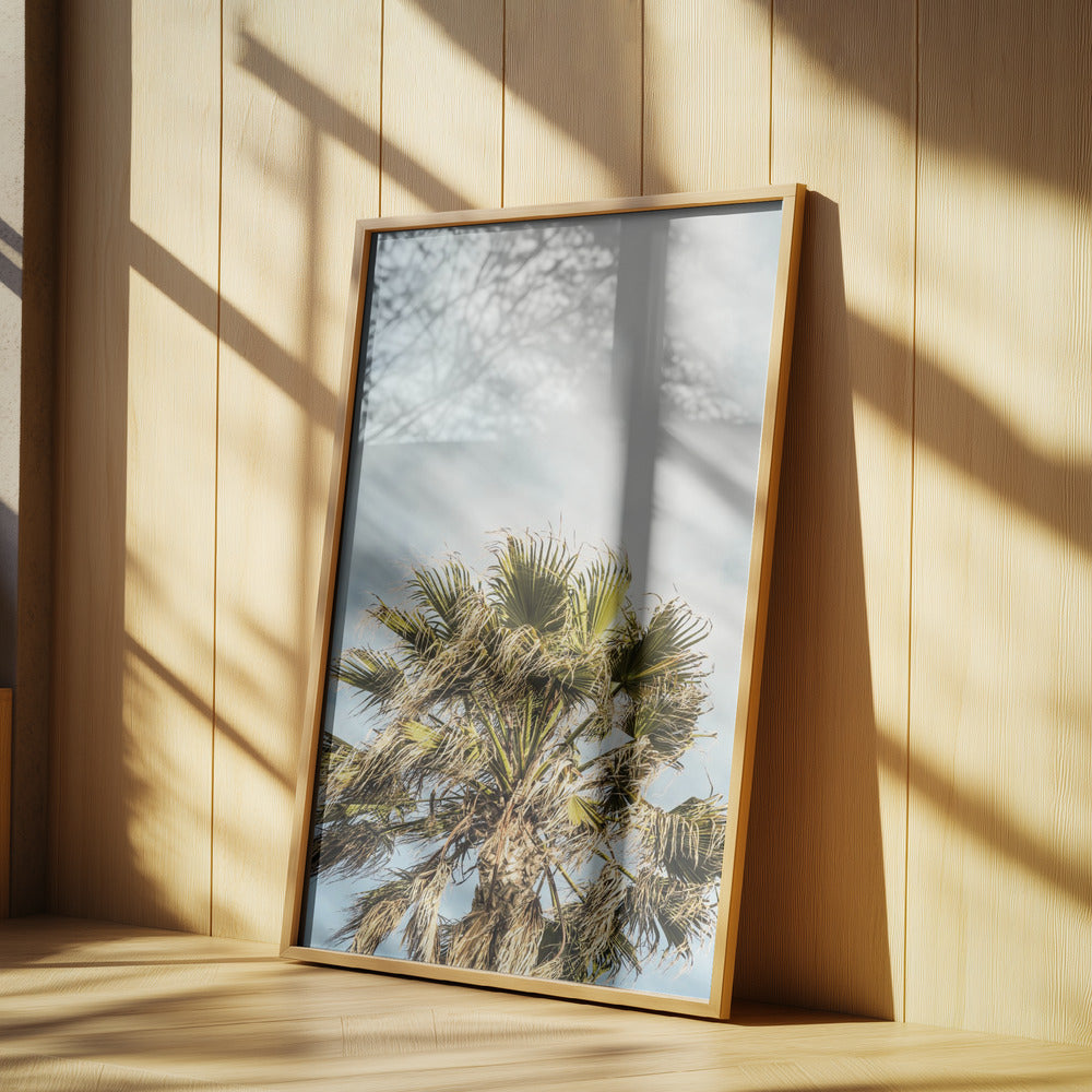 Sunlit Fronds | Poster