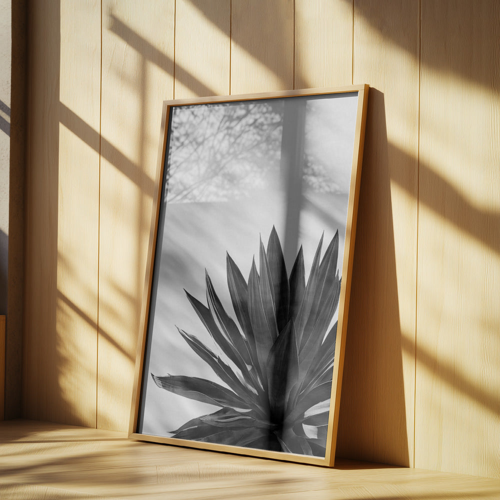 Agave Cactus Black & White | Poster