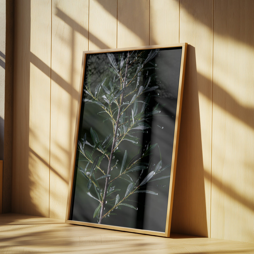 Winter Branches 6 | Poster
