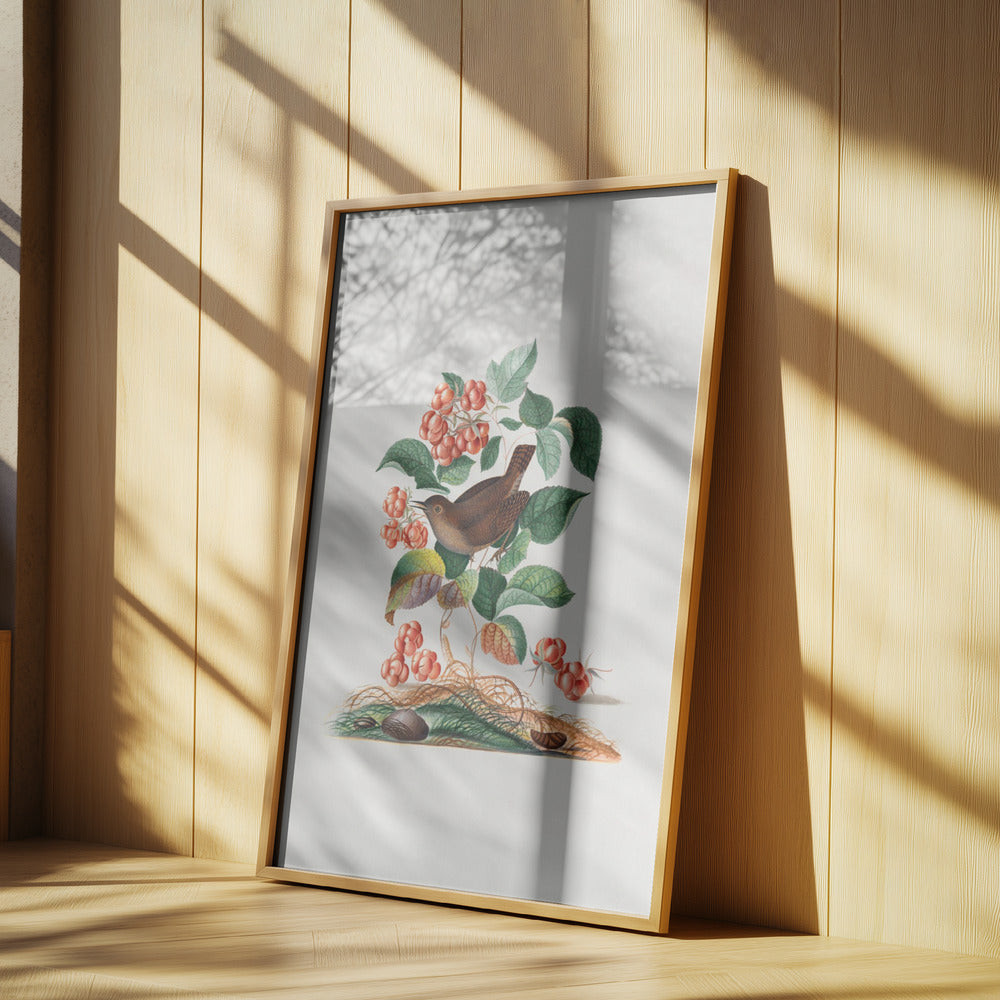 Eurasian Wren | Poster