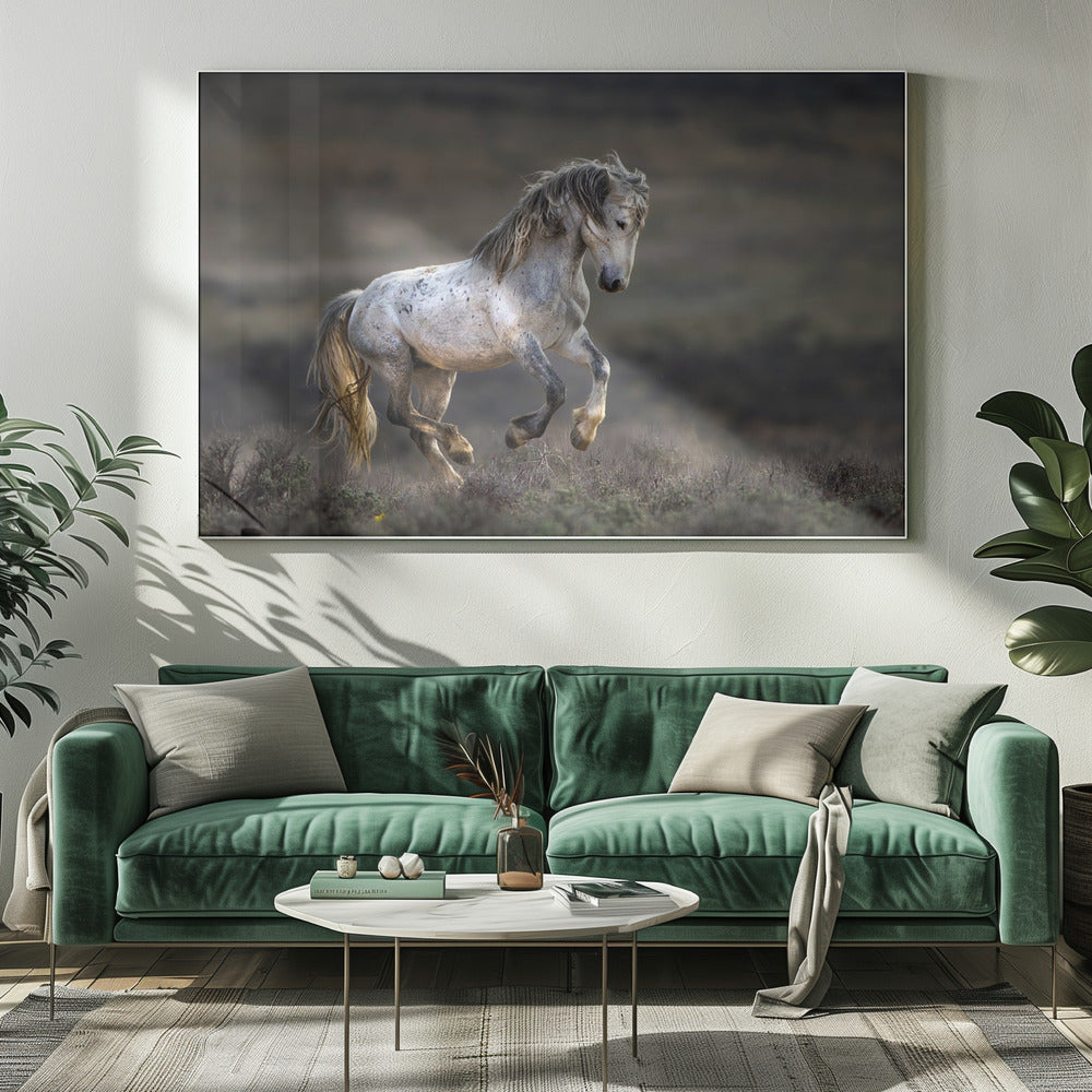 Mustang, vild hest / Equus ferus caballus | Lærredsbilleder