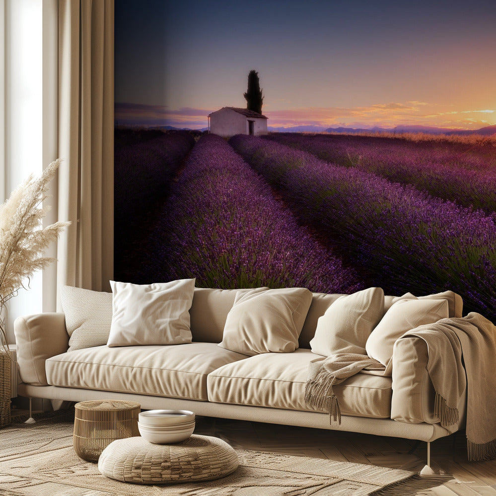 Lavande de Provence | Papier Peint Photo