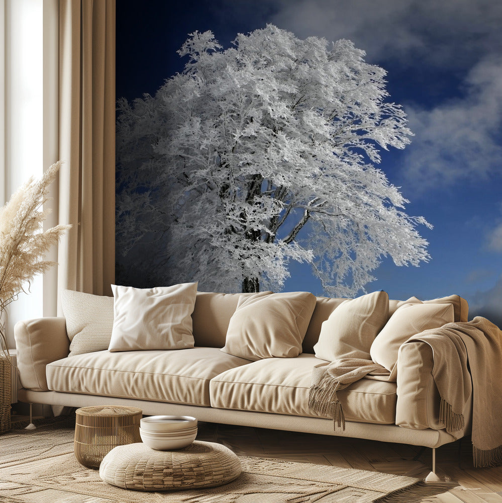 Windbuche blanco en la Selva Negra | Papel Pintado Fotográfico