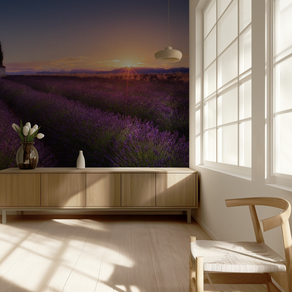 Lavande de Provence | Papier Peint Photo