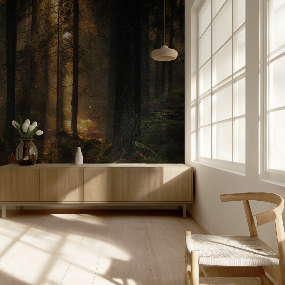 Valo metsässä | Valokuvatapetit