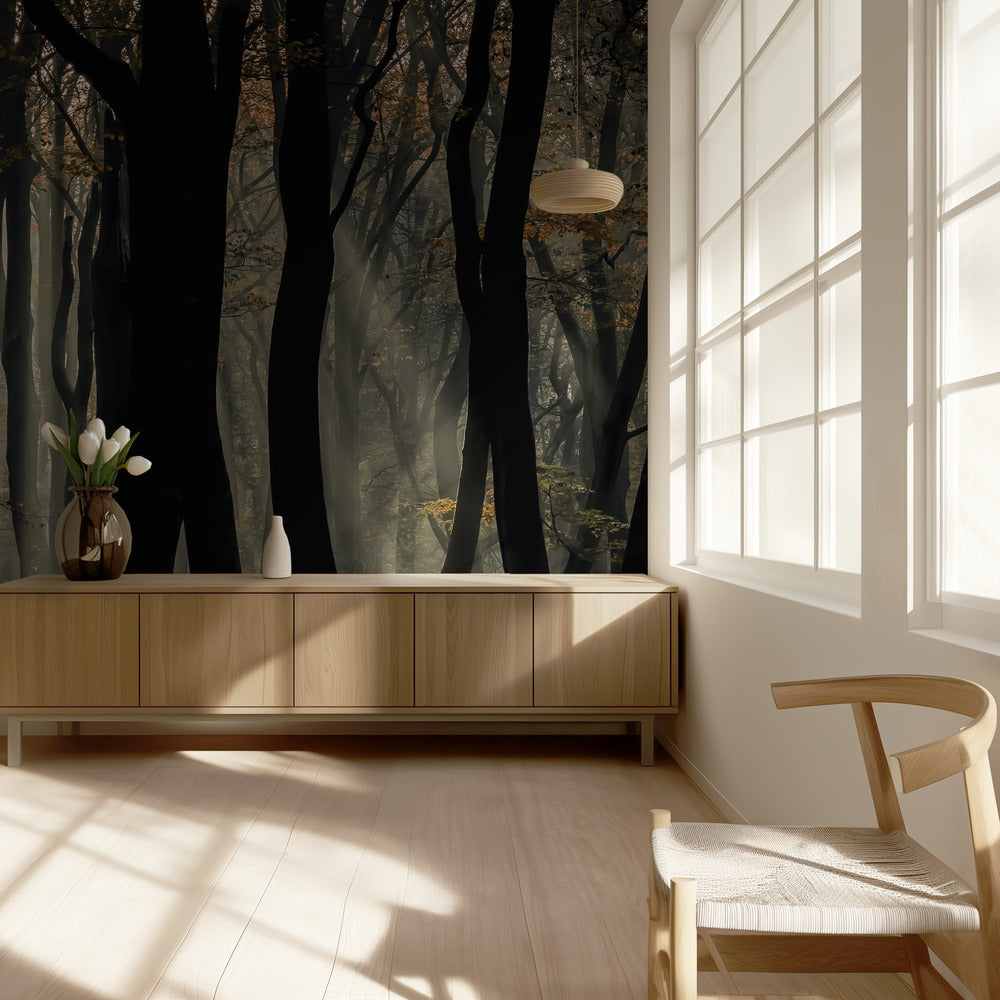 Speulderbos | Valokuvatapetit