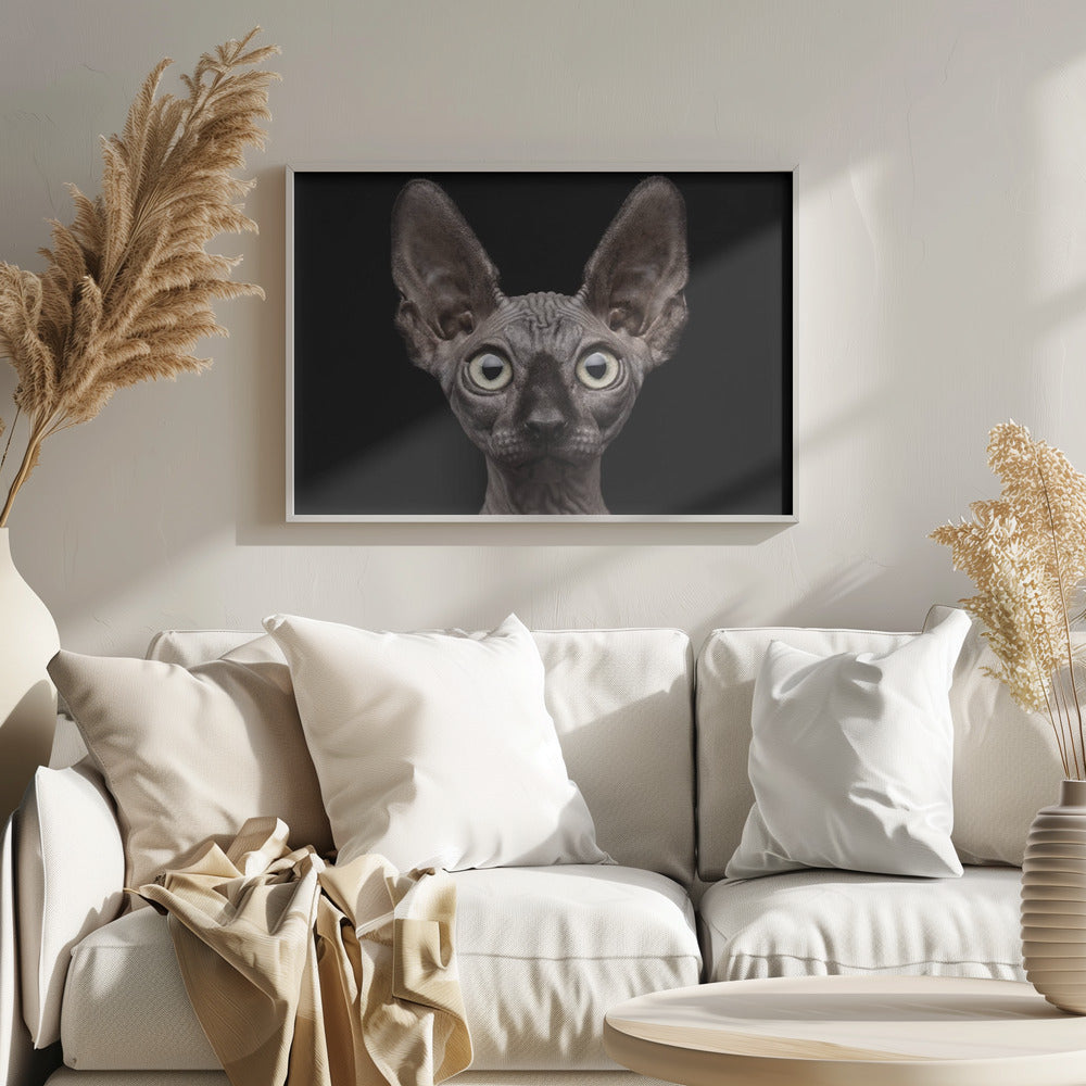 Sphynx kat | Posters - Kunstdrukken