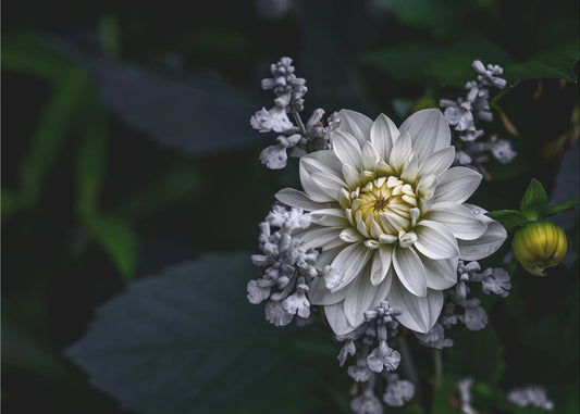 Georgineblomst | Fototapeter