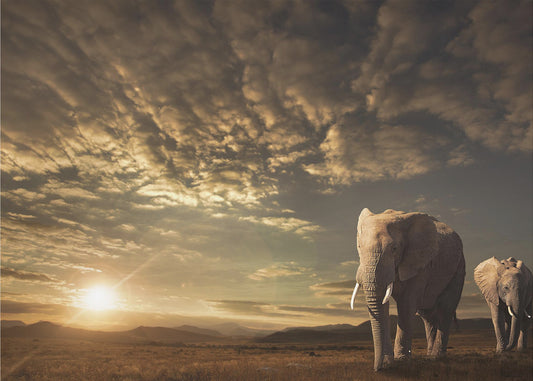 Vandring i Savannah | Fototapet
