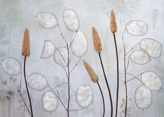 Lunaria | Fototapeter