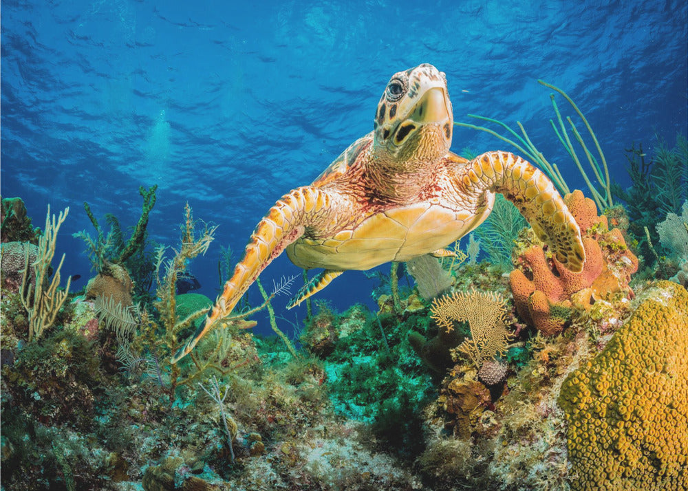 Tortue imbriquée nageant à travers le récif des Caraïbes | Papier Peint Photo