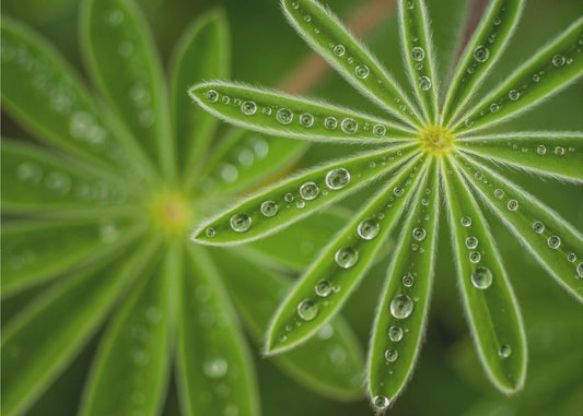 Perleagtig Lupin | Fototapeter