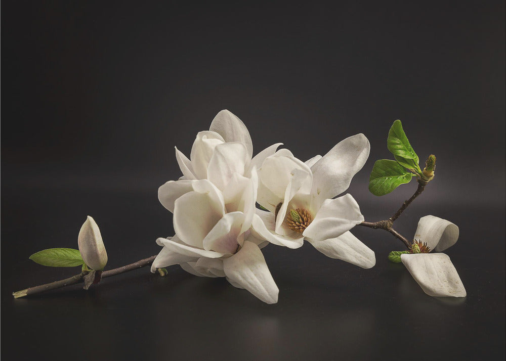 Magnolia | Fototapeter