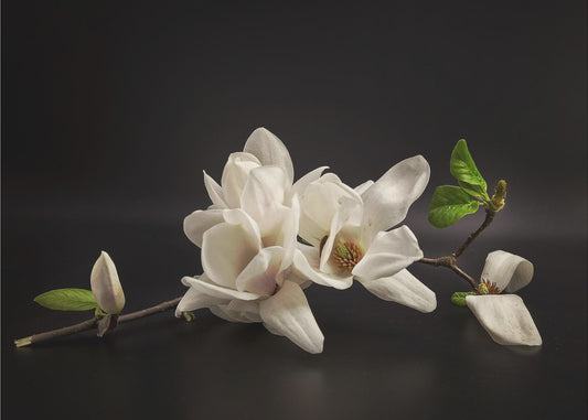 Magnolia | Fototapeter