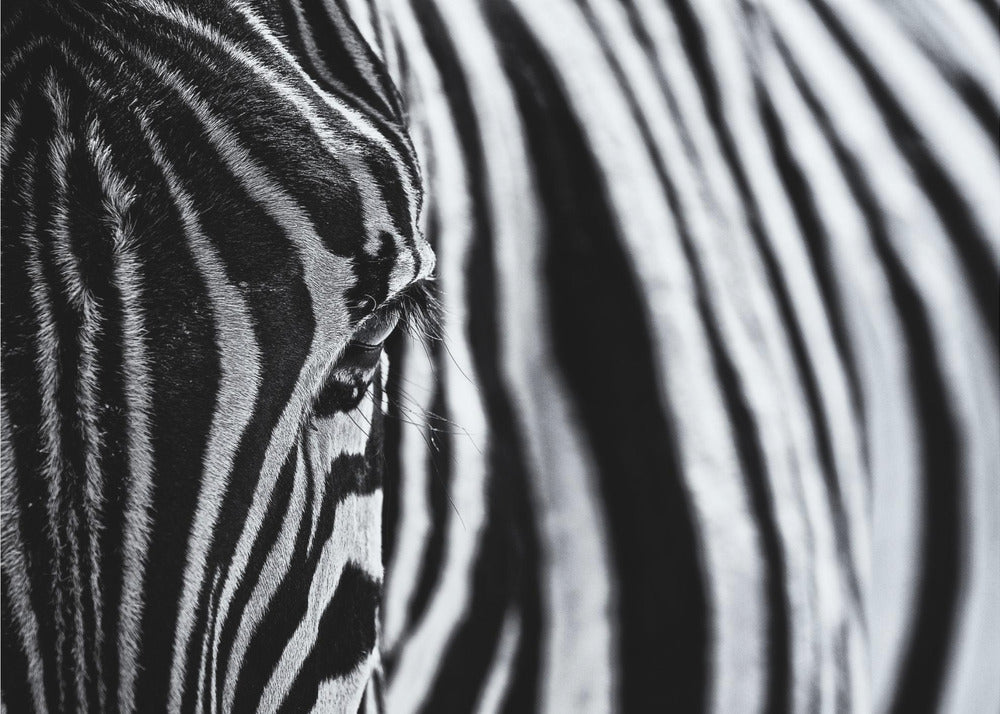 Der Blick der Natur | Fototapeten
