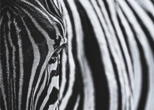 Der Blick der Natur | Fototapeten