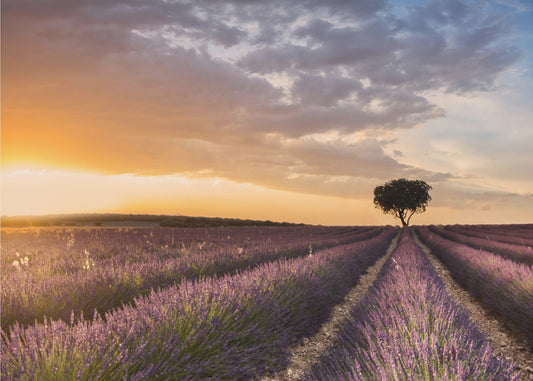 DESTINATION LAVENDEL | Fototapeter