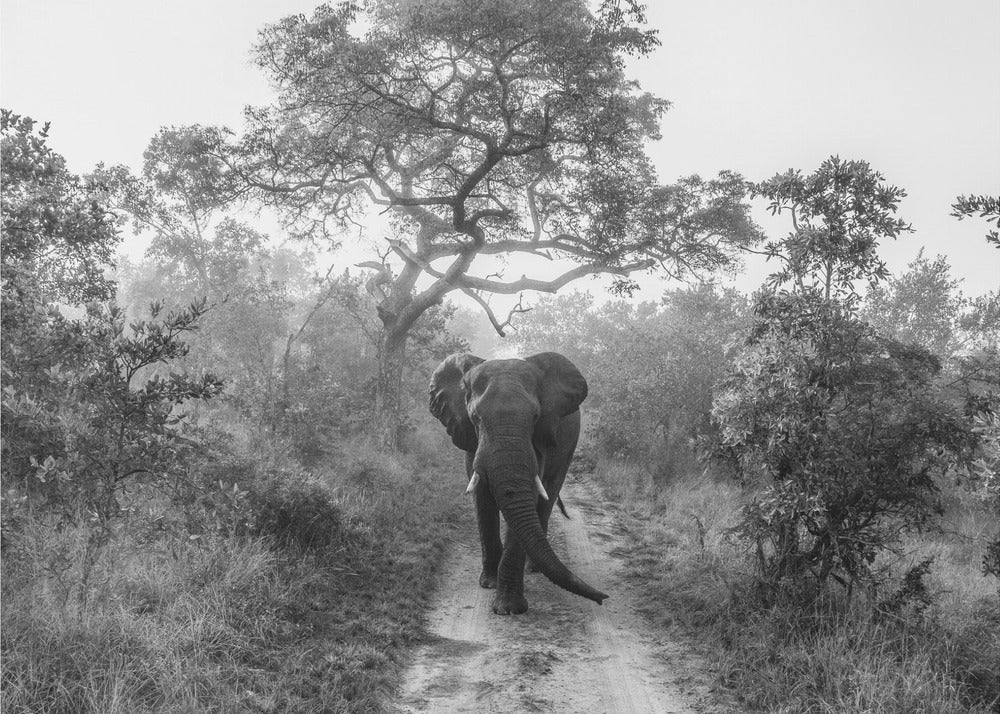 GIGANTE CHE CAMMINA | Carta da Parati Fotografica