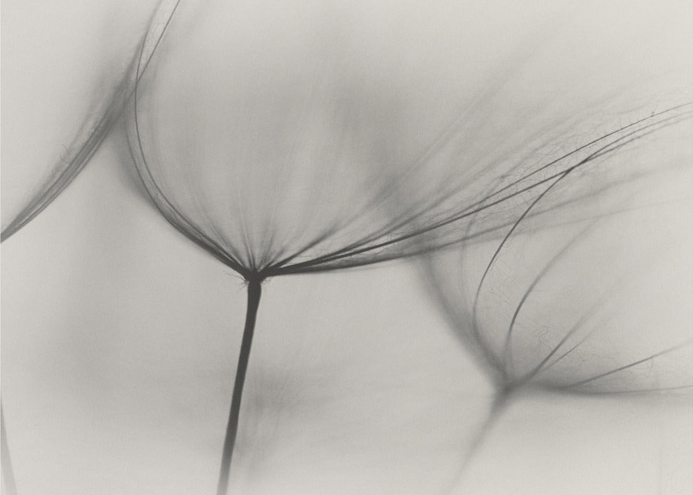 Tragopogon | Fototapeter