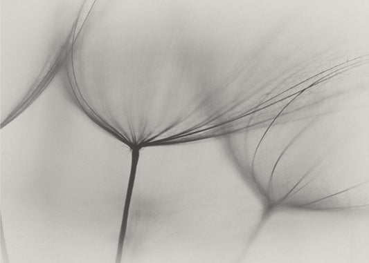 Tragopogon | Fototapeter