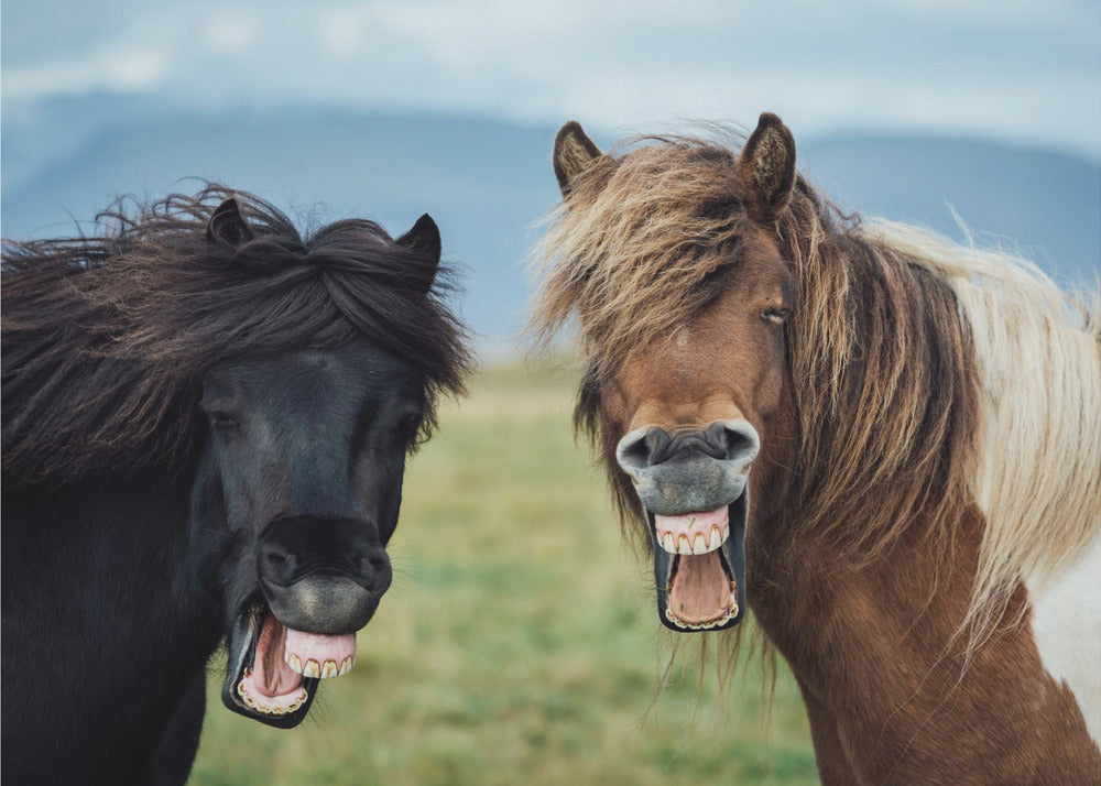 SOURIRE SAUVAGE | Papier Peint Photo