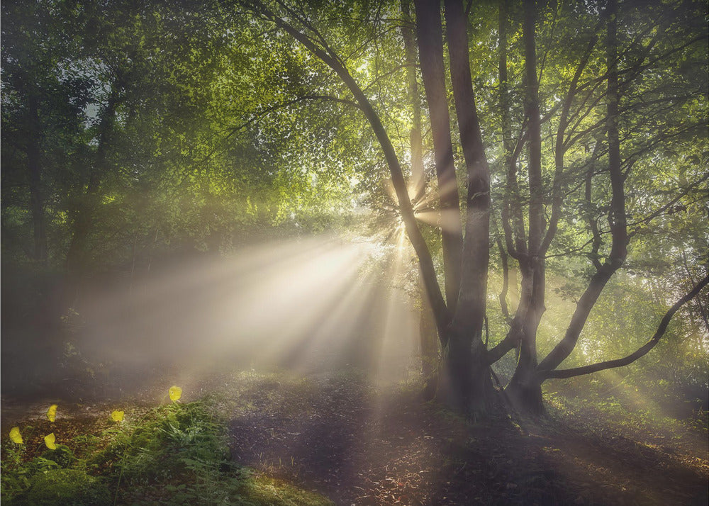 La luz de la mañana | Papel Pintado Fotográfico