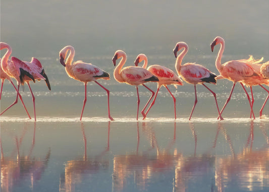 Flamingo | Julisteet - Taidevedokset