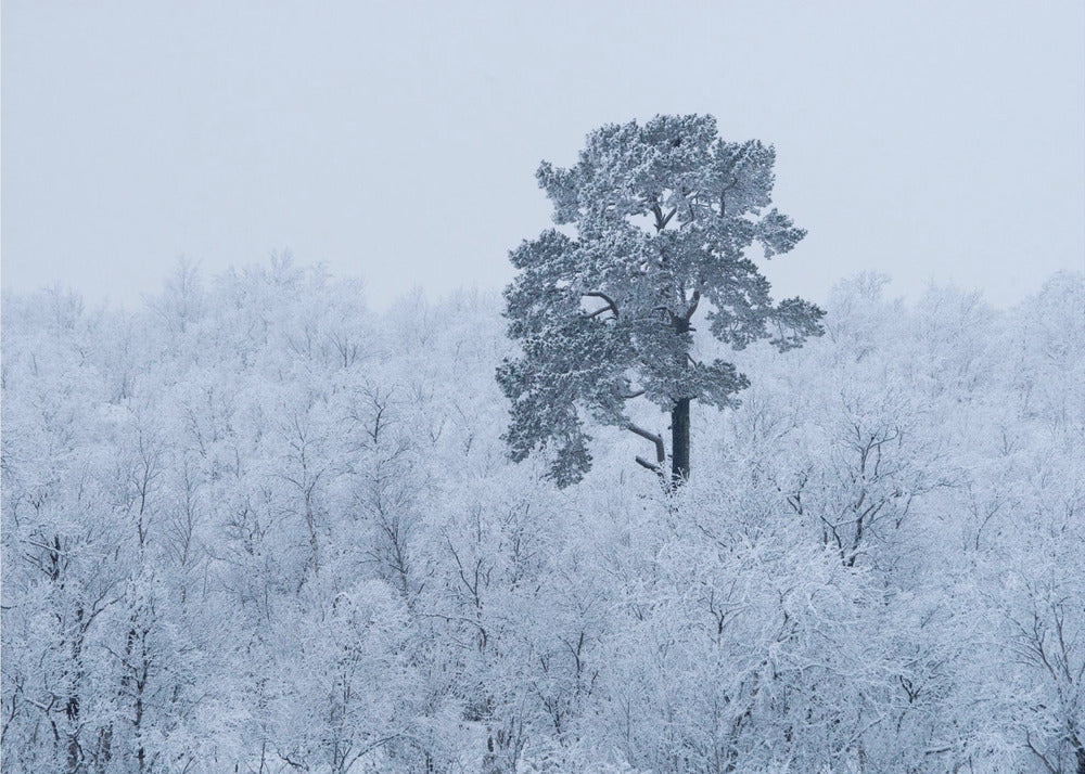 Prima neve | Carta da Parati Fotografica