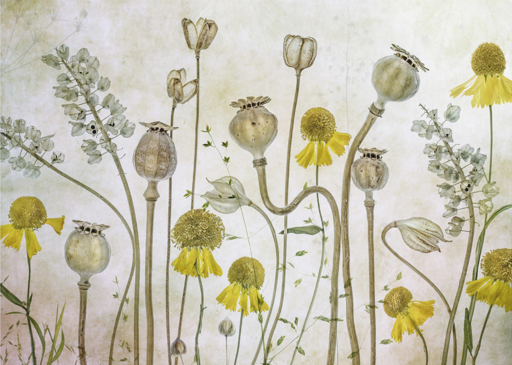 Coquelicots et Hélénium | Papier Peint Photo