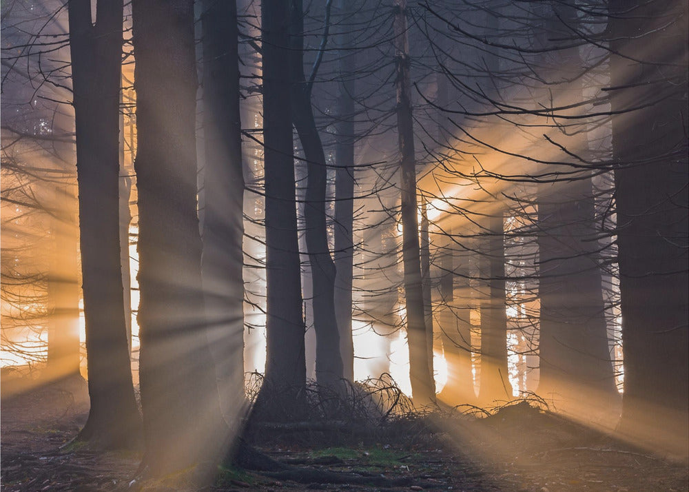 Skog | Fototapet