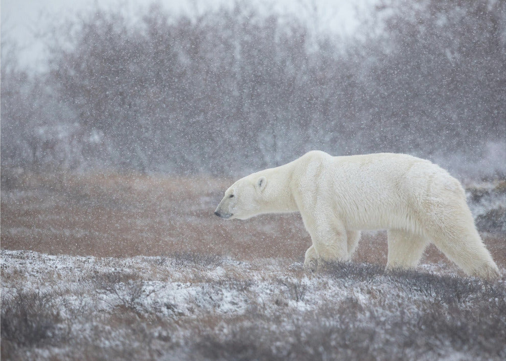 Låt det snöa! Fototapet