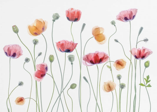 Papaver party | Fotobehang