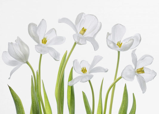 Witte tulpen | Fotobehang